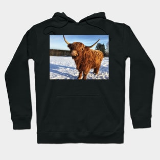 Scottish Highland Cattle Cow 2283 Hoodie